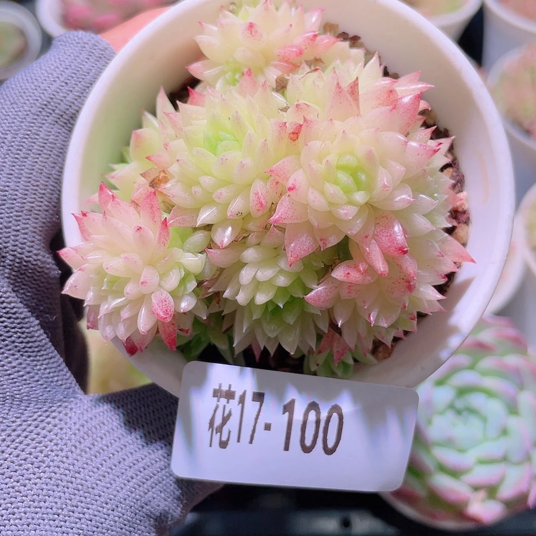 花利美17-100麦秆群