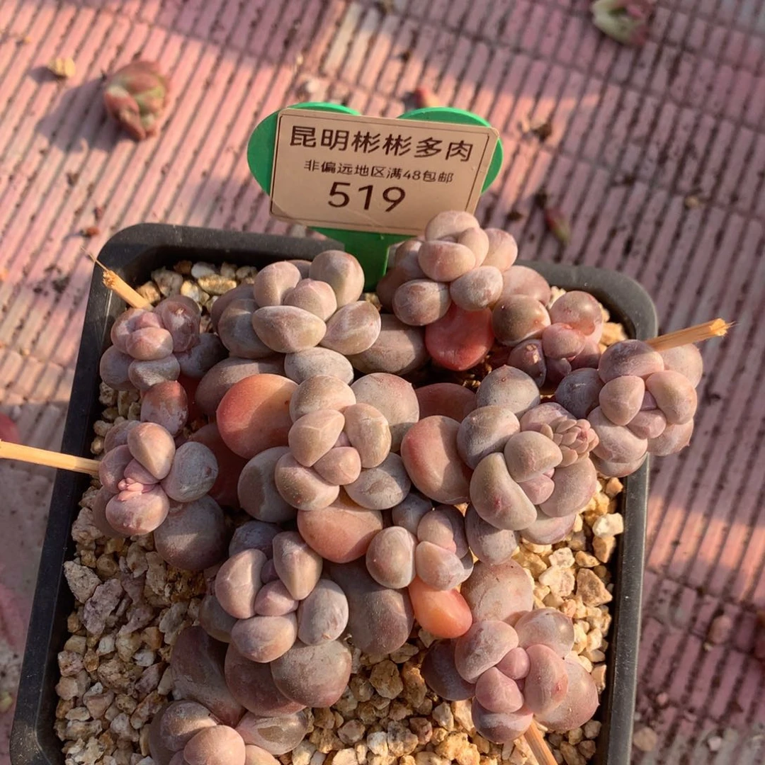 锦**王丸叶香玉矮桩无砍519