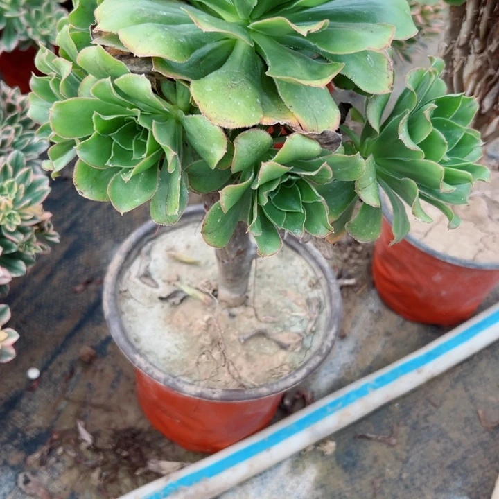 384军美丽多肉肉植物