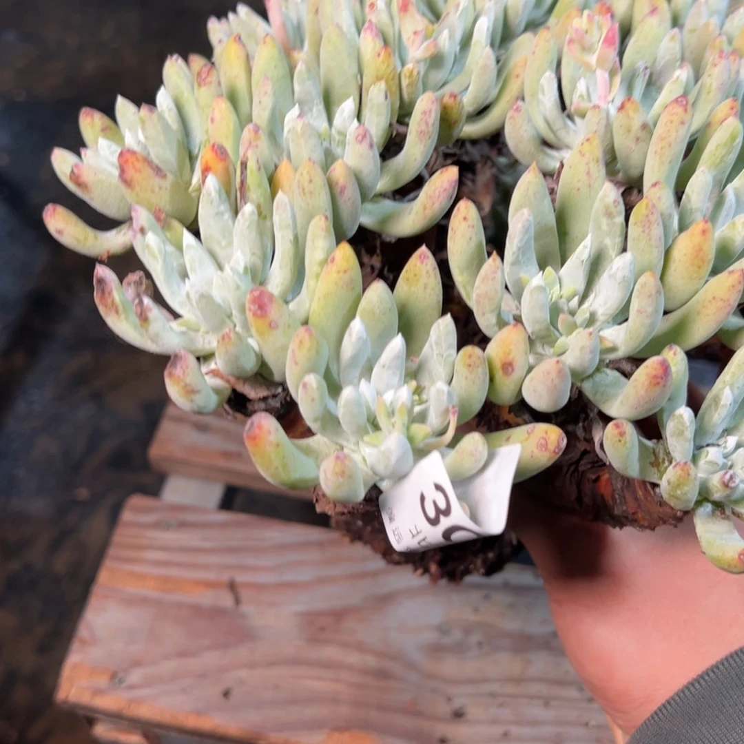 3036哈哈哈哈哈哈哈哈