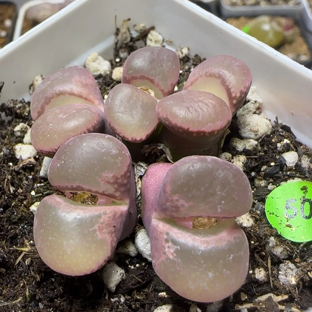粉透窗漂亮多肉植物50