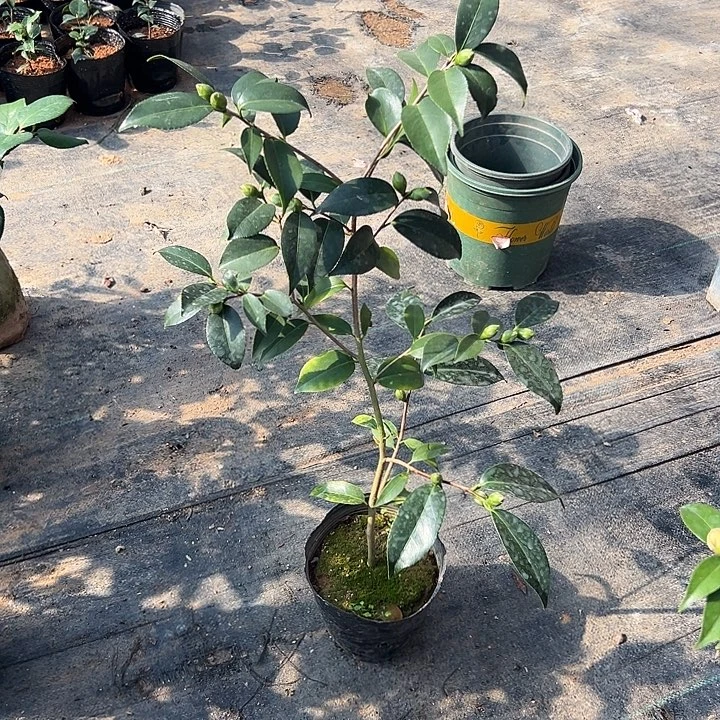 大部分花苞少量开放，孔雀玉蒲