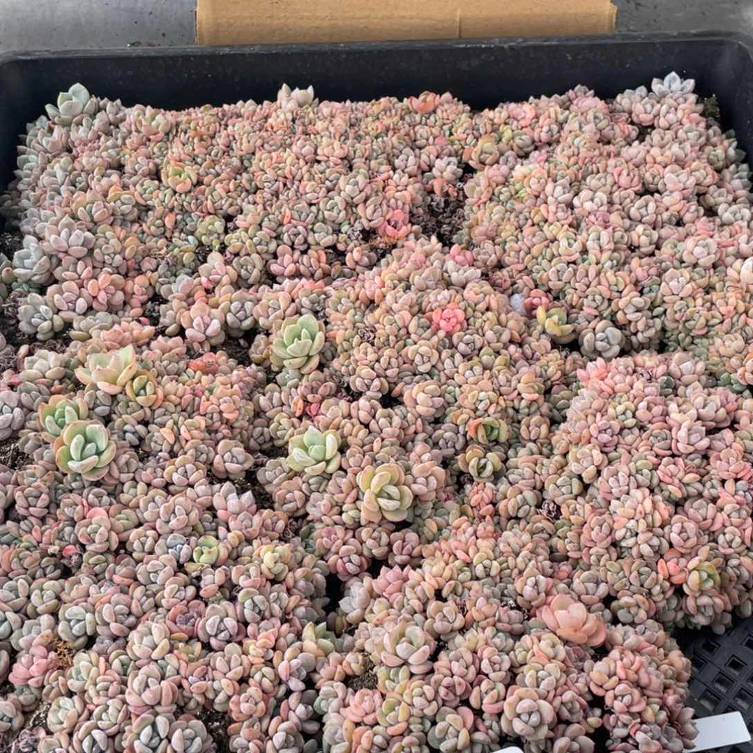 c**i云糖心多肉植物366