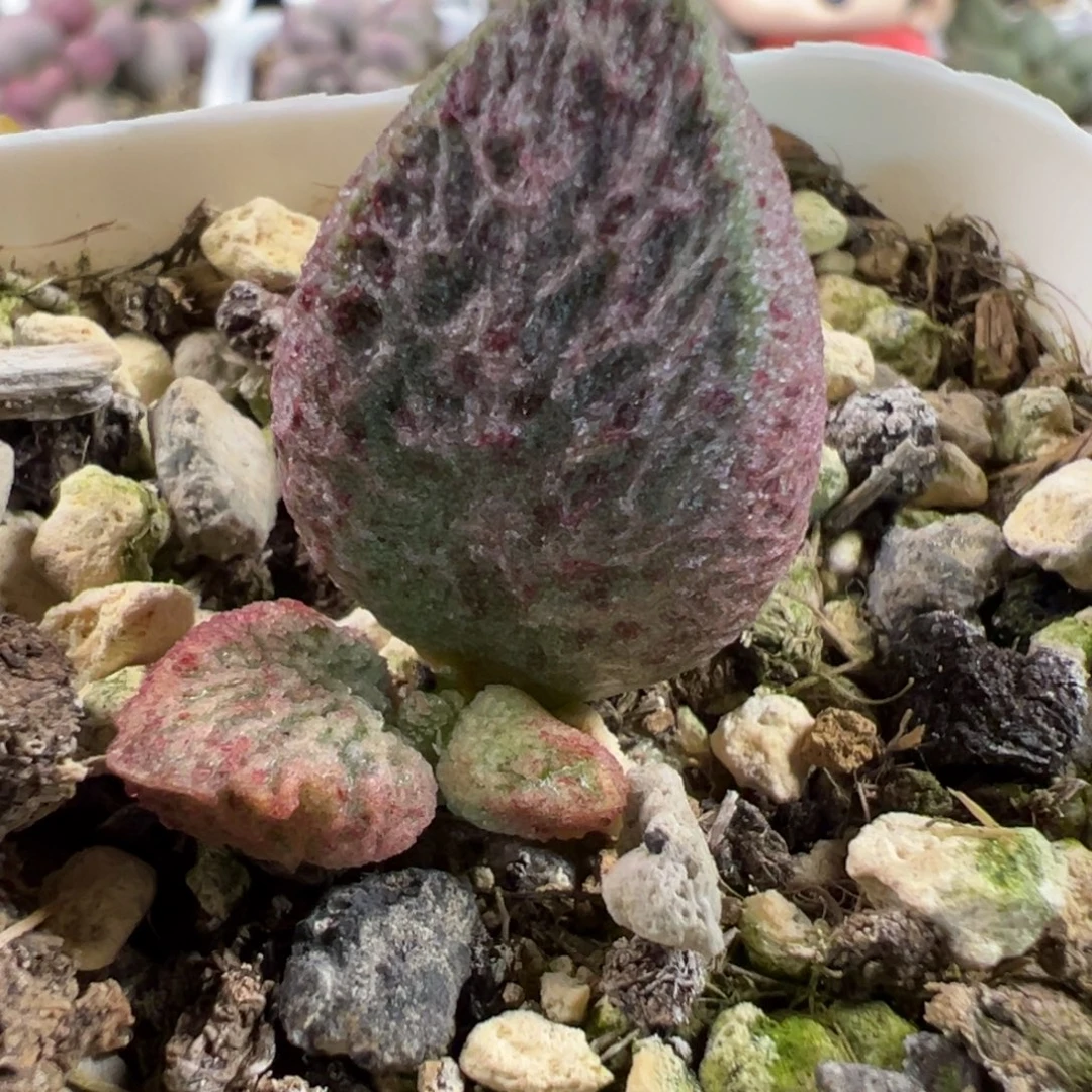 实生新品多肉植物水泡多肉植物水泡