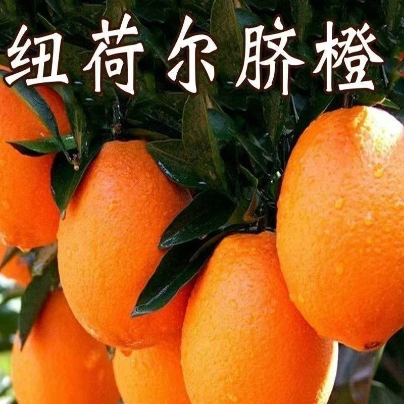 纽荷尔脐橙果树苗嫁接柑橘苗橙子苗盆栽庭院地栽当年结果正宗无籽