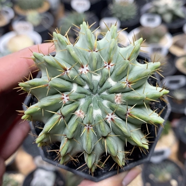 实生白狮子53号6.2cm