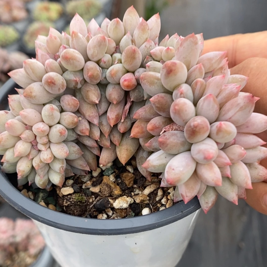 所罗门缀化一物一拍