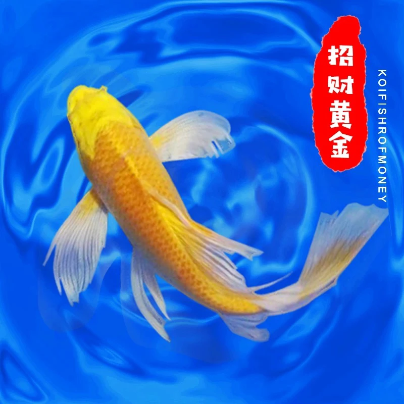 好易活锦鲤招财鱼金鱼活鱼好冷水鱼鱼苗观赏鱼好鱼观赏鱼