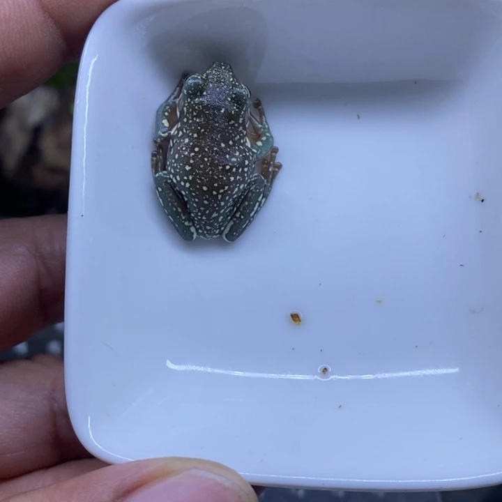 老爷树蛙澳蓝雪花3