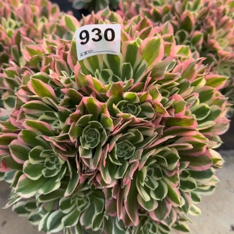 930白凤25厘米左右