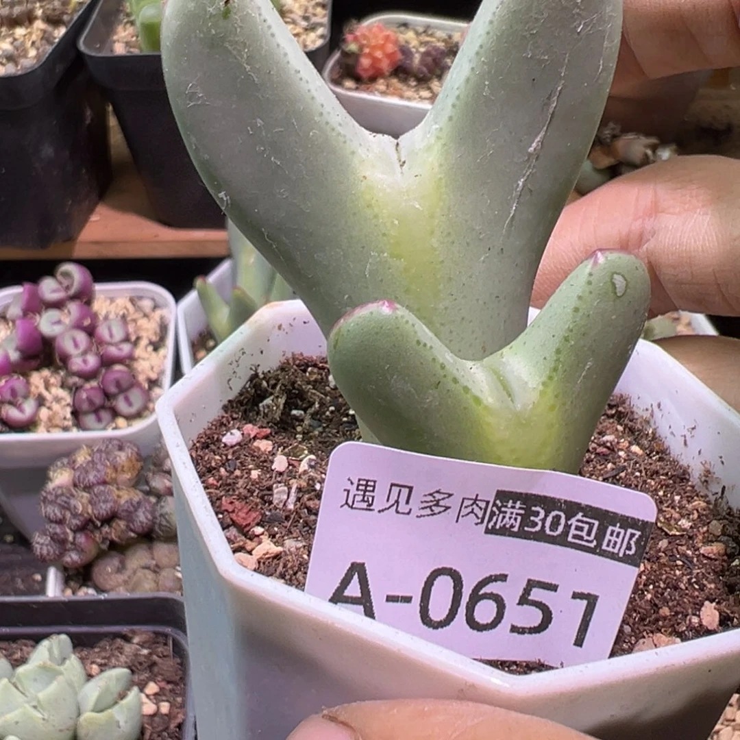 晓****多肉植物111111111111