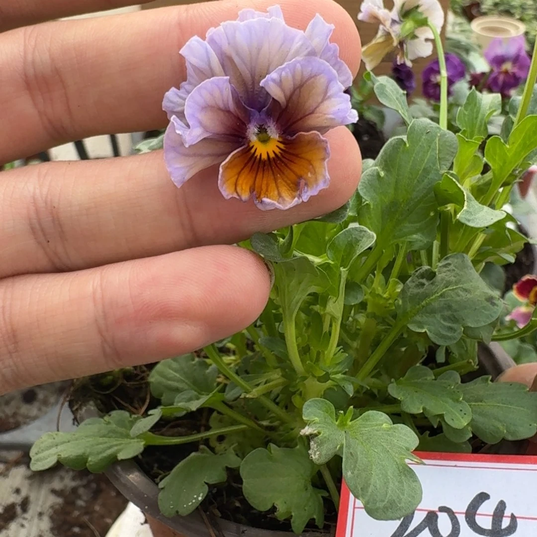 大部分花苞少量开放204