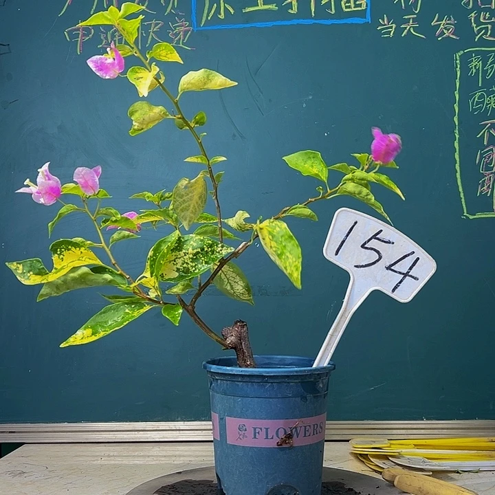 当前无花栽培后可以开花开播  斑红樱  造型 154