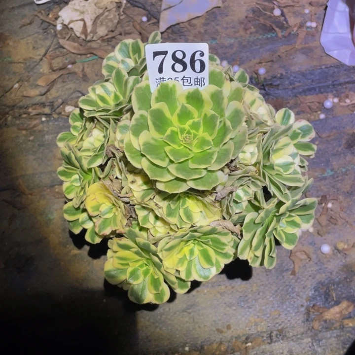 迈巴赫多肉植物多肉植物786