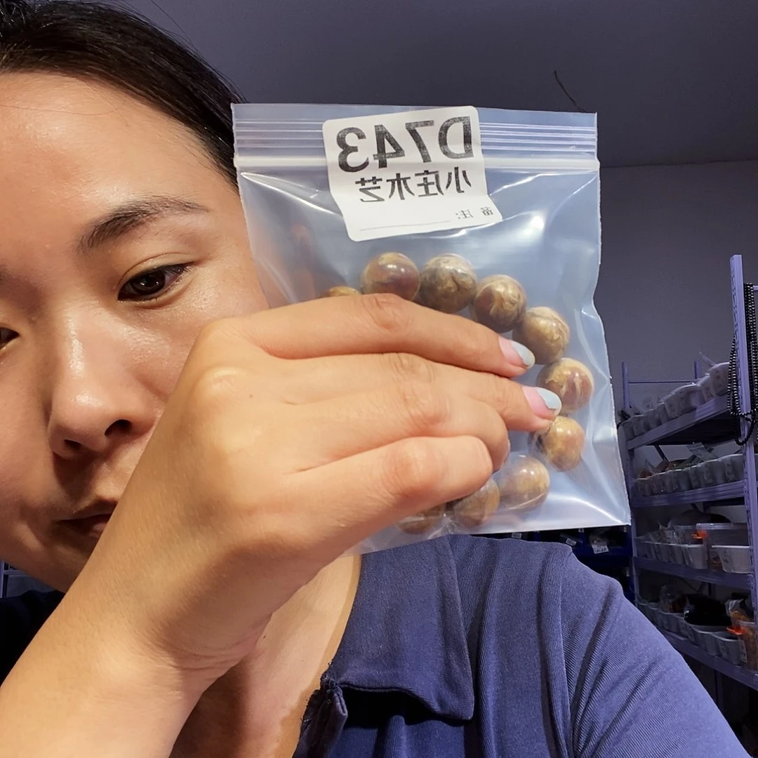 【闪购商品】黑炭木，风车木743