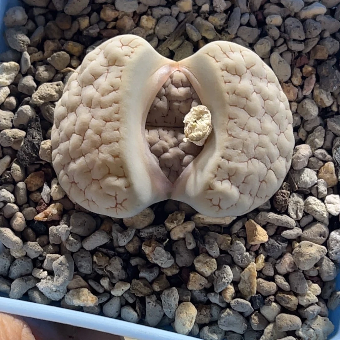 6222白底凹凸374尺寸3.8