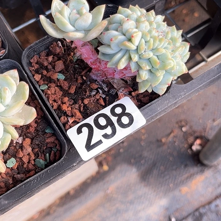 小*多肉植物一物一拍