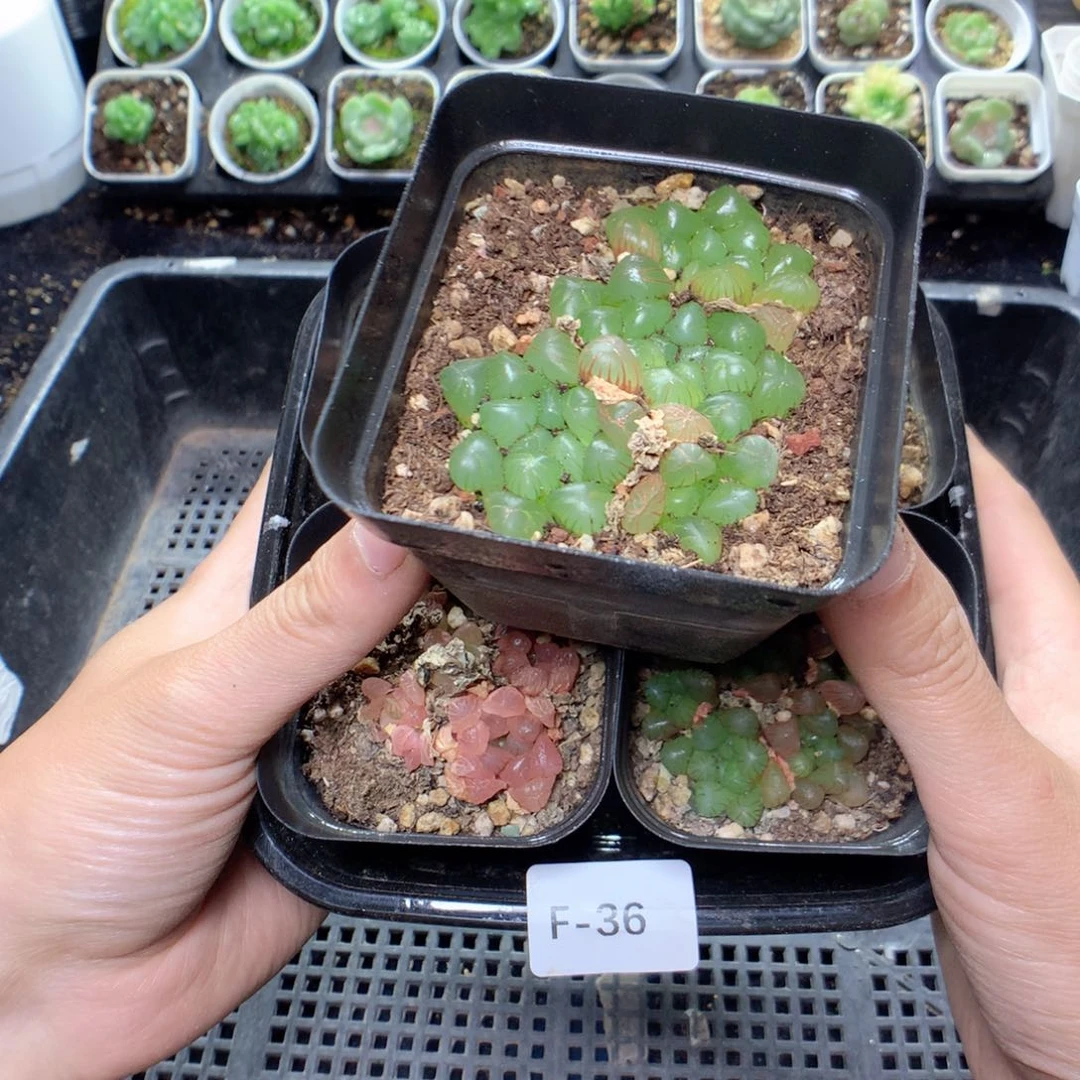 无花朵雨露5颗量拍 uyyyyyyy