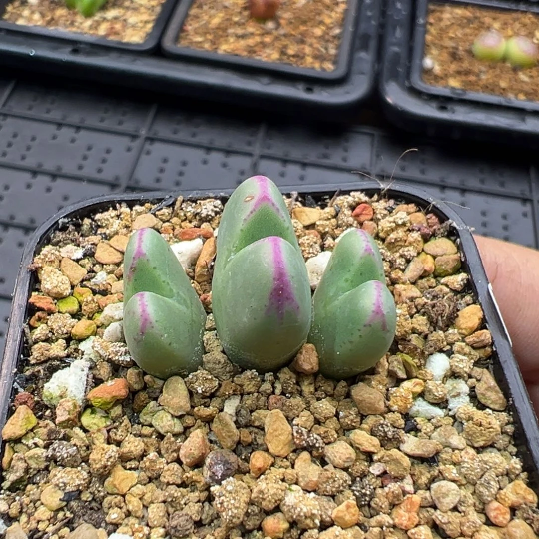 157三头将杂一棵