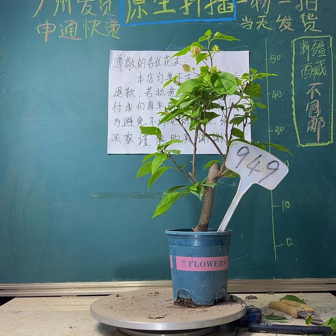 当前无花栽培后可以开花粗杆 广红樱949