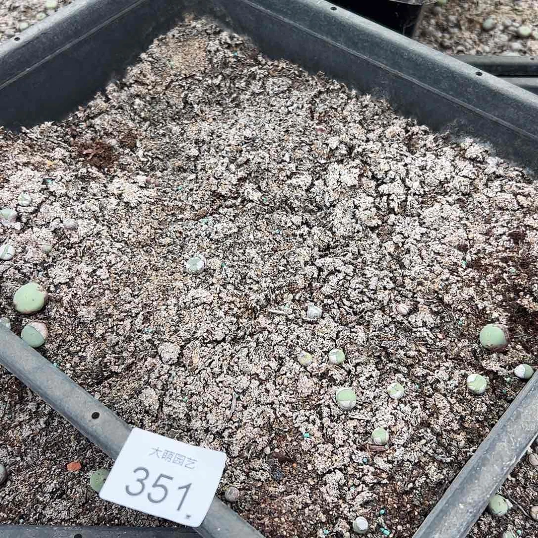 清框脱土发无售后默认有疤。 351