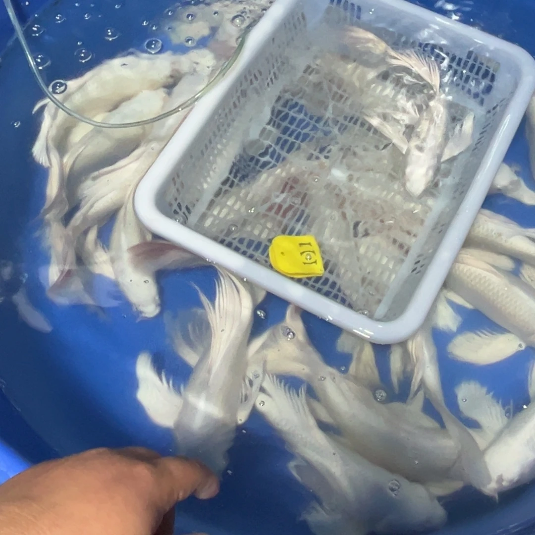 海水鱼淡水养殖面积111