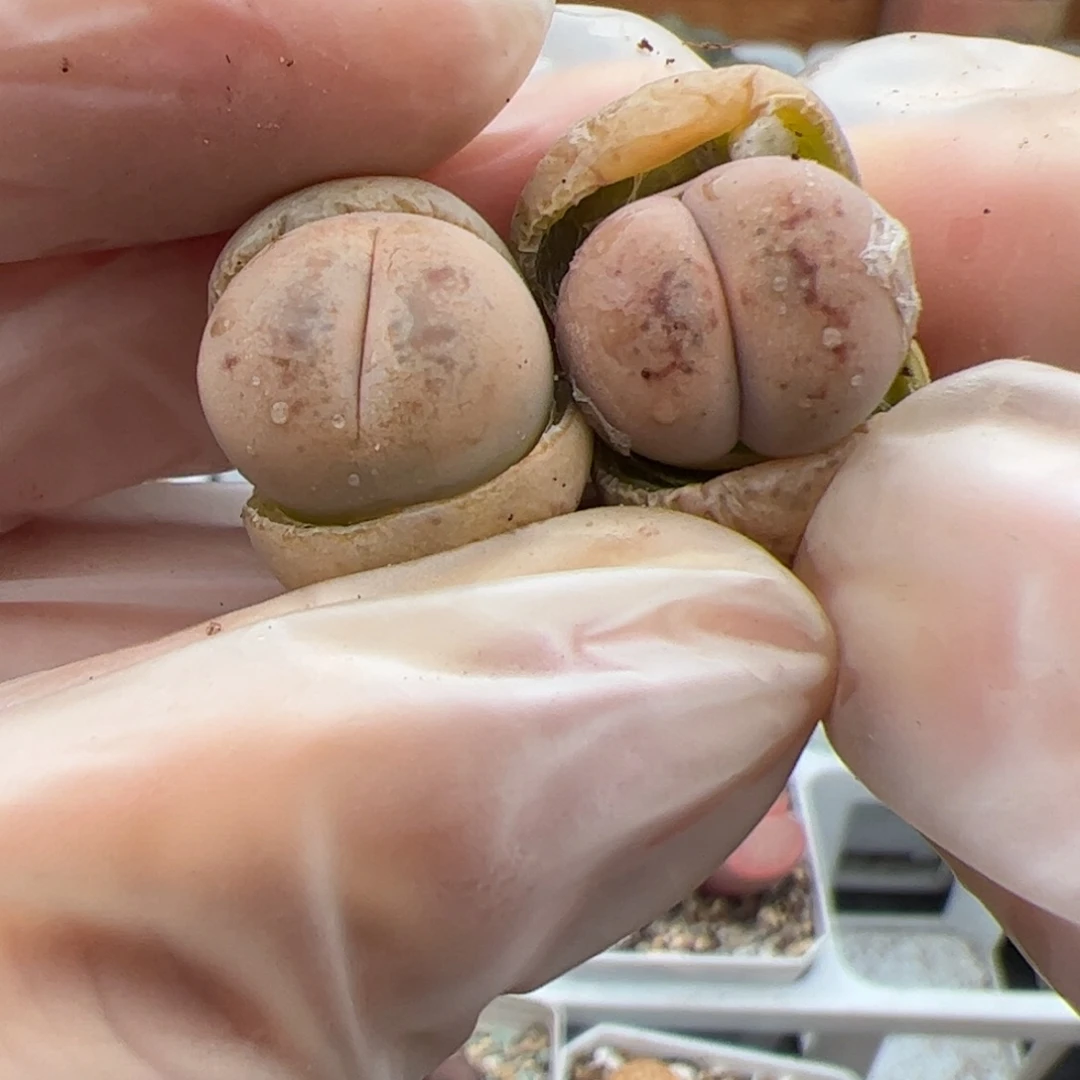 0586号丑鹅多肉植物2个
