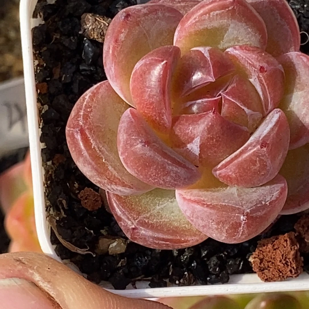 天官赐福百无禁忌