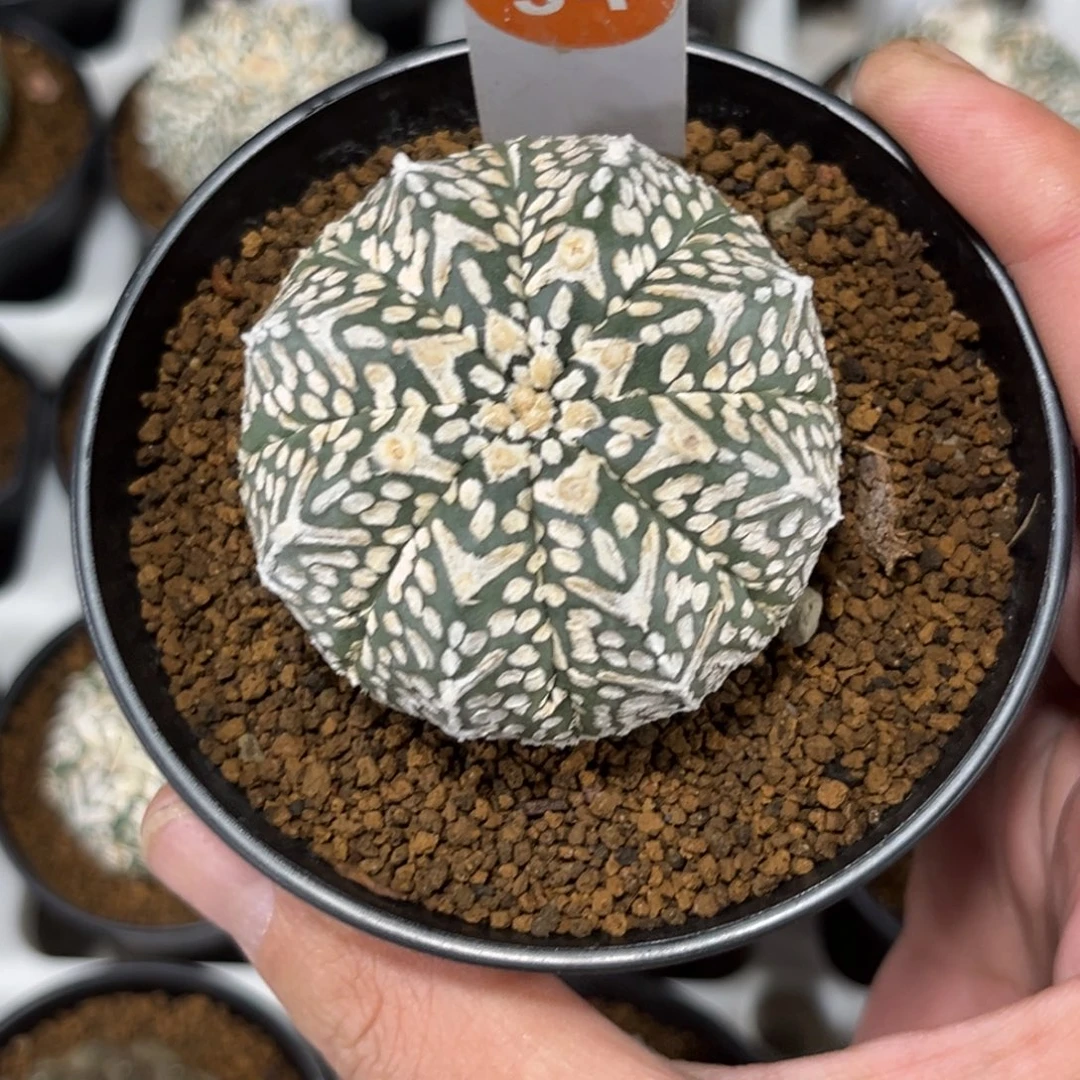 54实生V字兜带盆带土发货