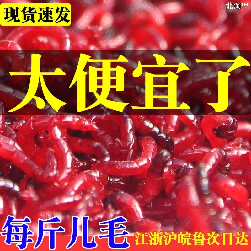 【京东包邮】鲜活红虫特大号活体活饵喂鱼拉饵鲫鱼野钓饵料钓鱼鱼饵