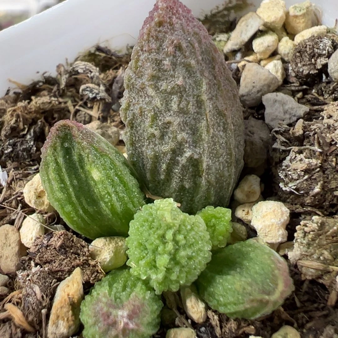 w冰晶纹路款实生新品