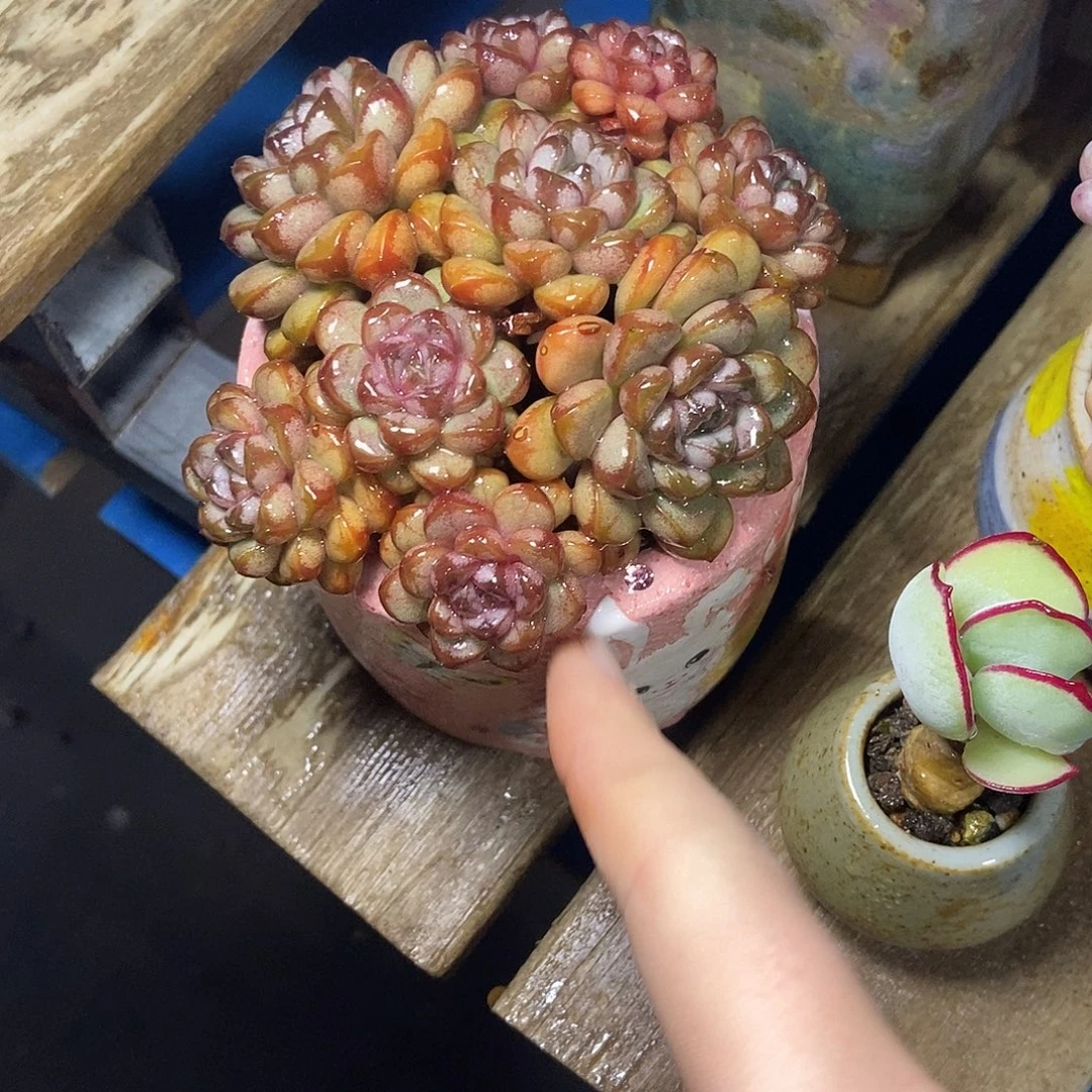 葡萄群生一物一拍