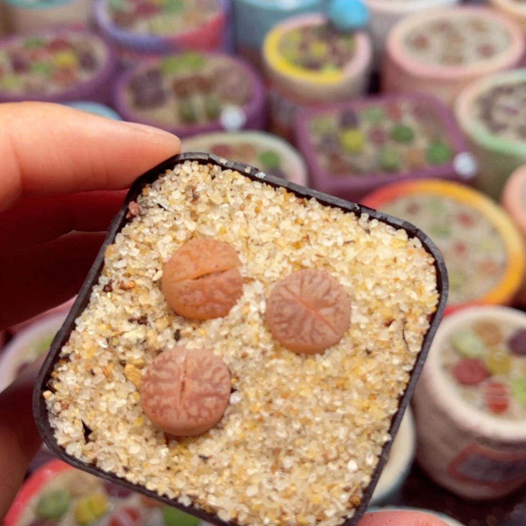 403. 67865786578657778567876