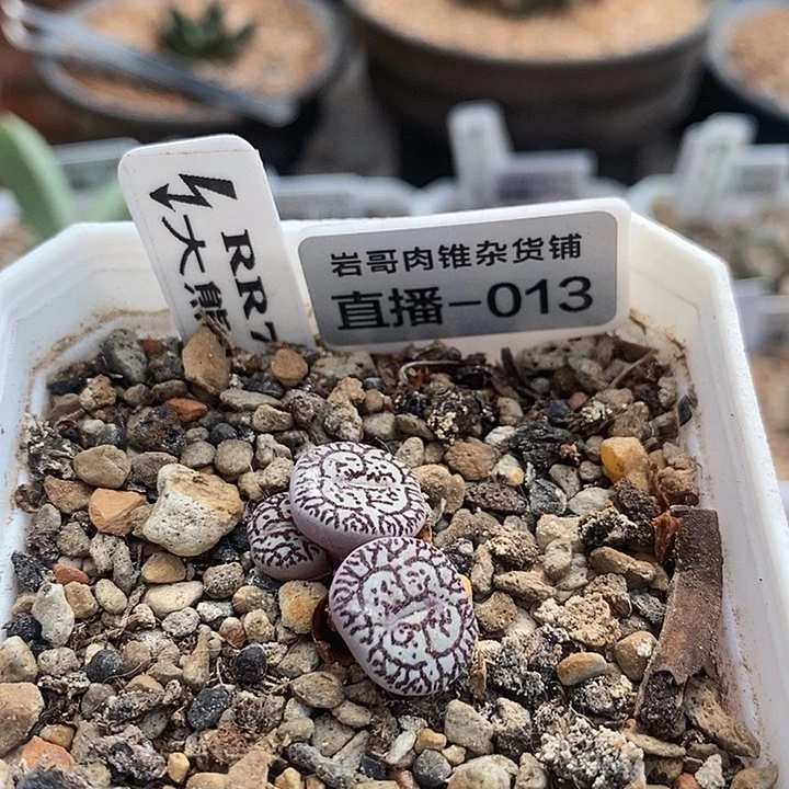 大熊种源RR714墨3头群