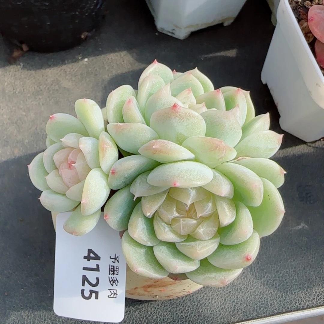 泼天富贵，4125多肉植物