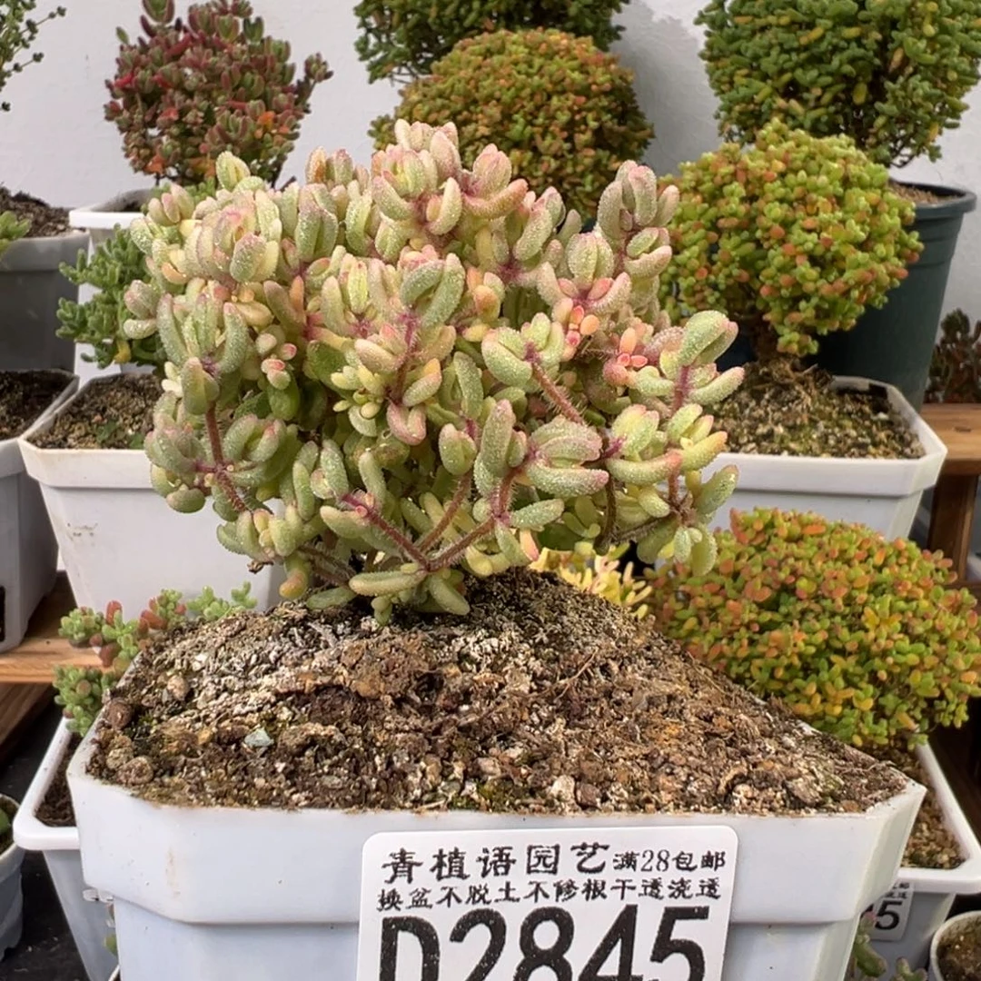 D2845红宝石锦一物一拍