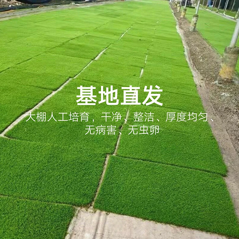 苔藓人工培育短绒藓鲜活微景观植物纱布小灰藓盆景草坪造景青苔