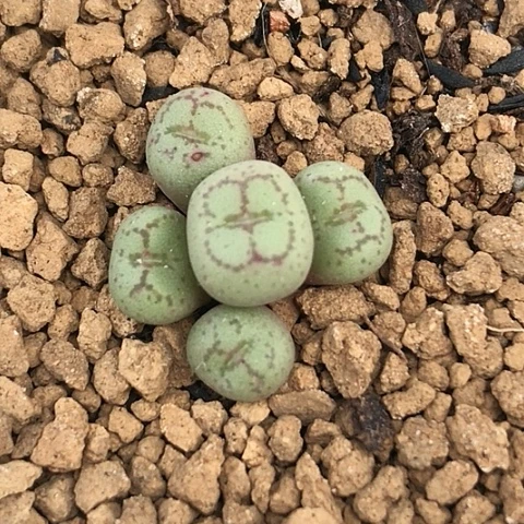 多肉肉锥 白花猴脸