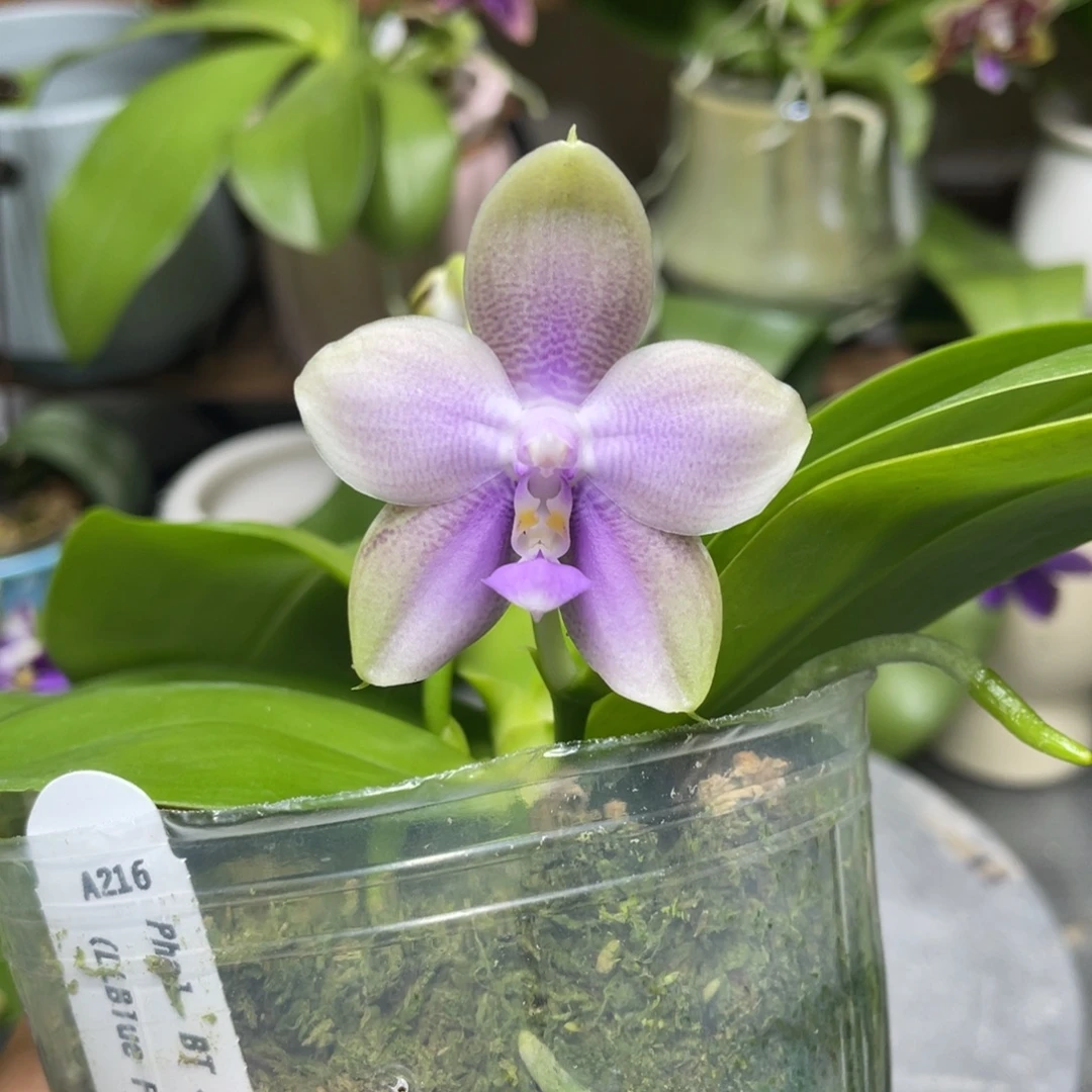 完全开放大树216开花