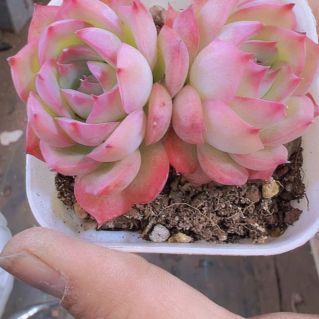 双头侧影19包邮多肉