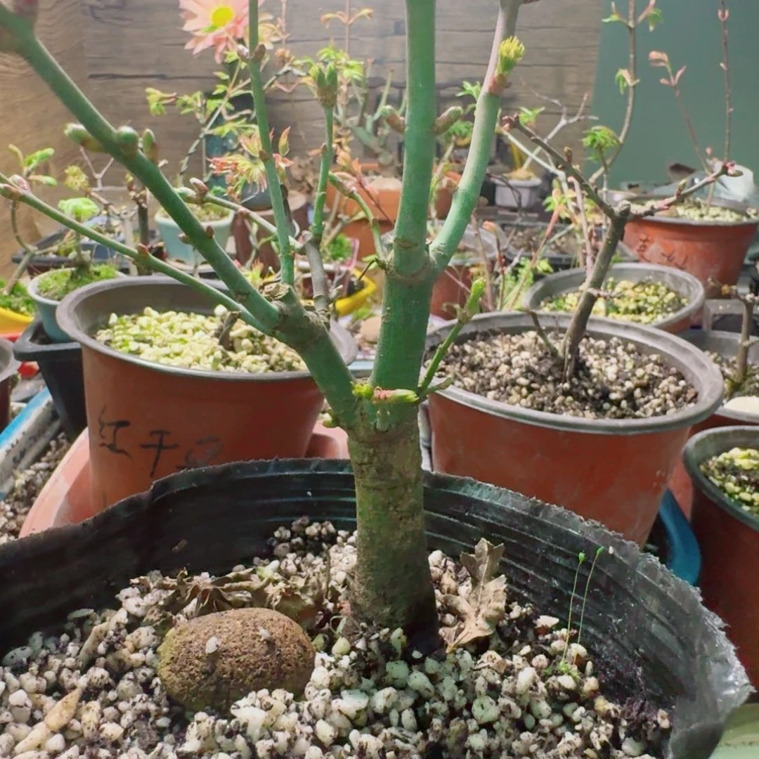 日本品种枫树狮子头