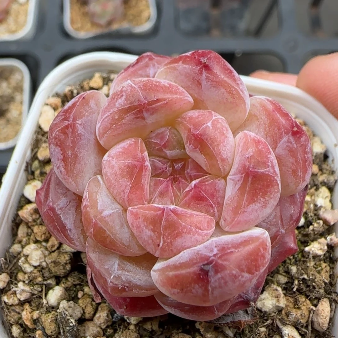 一物一拍冰魄10067