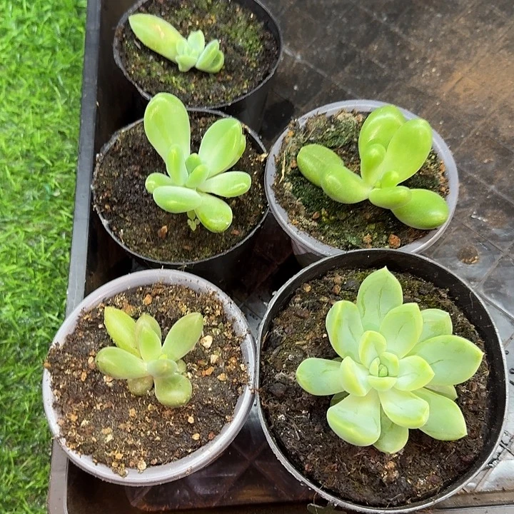 美人系框拍298元五颗