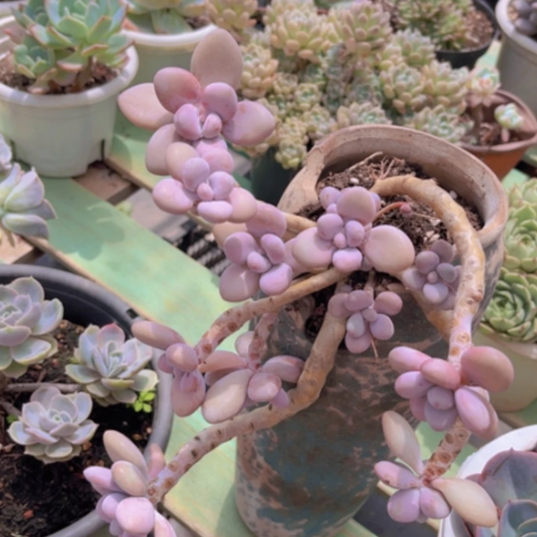 【闪购商品】桃蛋2560