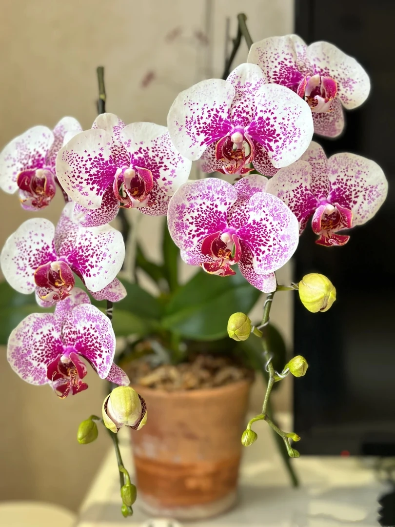 【双花剑】龙树枫叶胡蝶兰花苗带花剑2.8寸杯