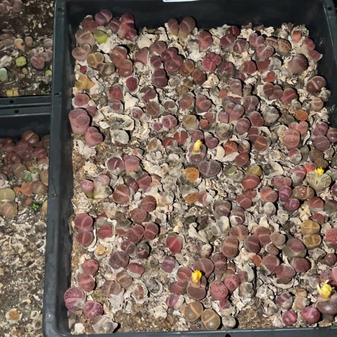雪***花8274福利筐1不售后