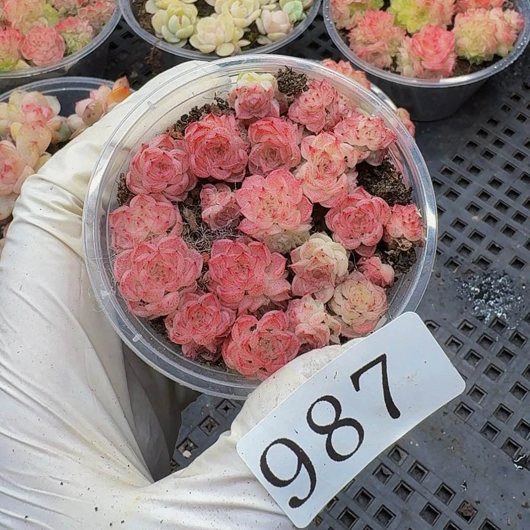 多肉植物多肉植物987