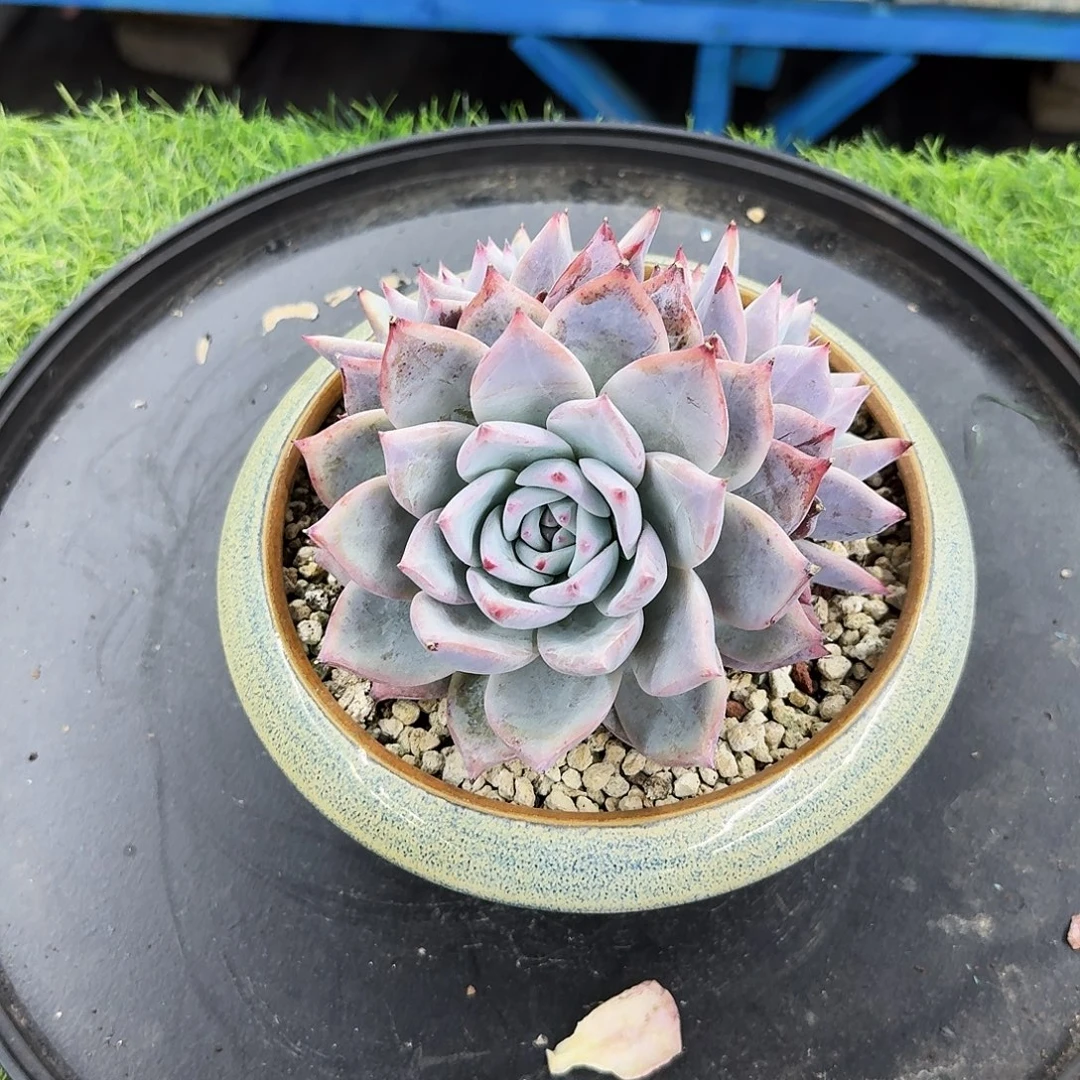 多肉植物不带盆多肉植物