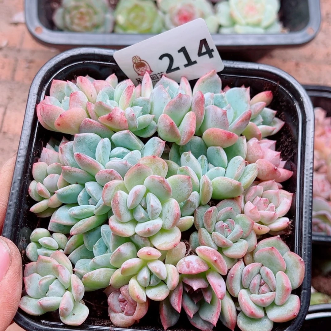 多肉植物多肉植物