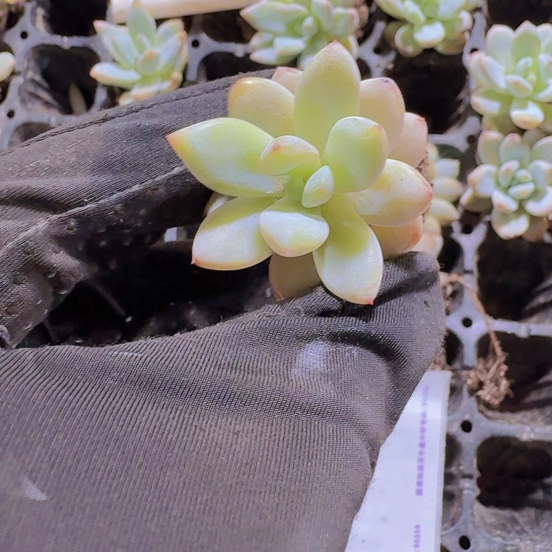 精品星星雪两米三颗